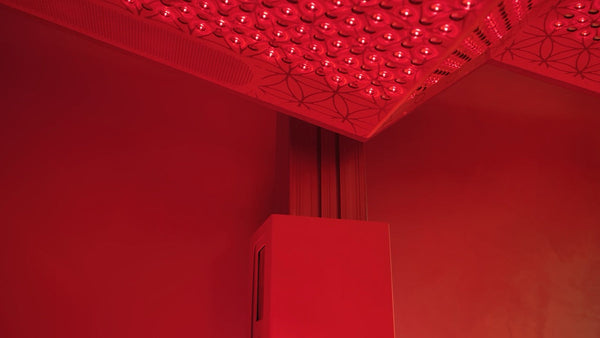 Ammortal Chamber | Ammortal