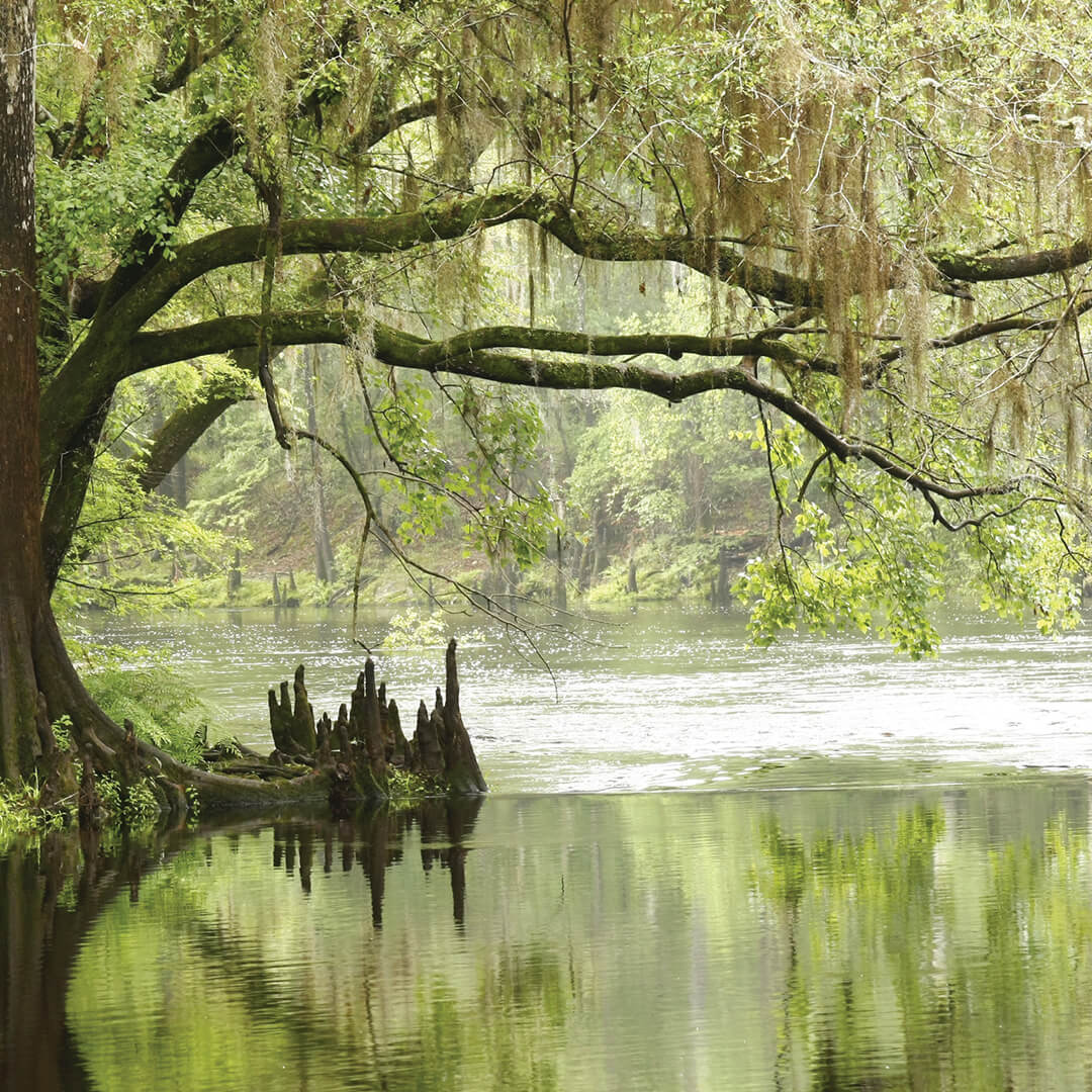 Everglades 8oz Candle | The Beauty of Hope