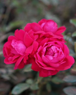 Shangri-La Rose | The Qi